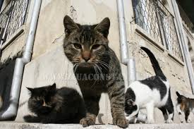 Vinovaţi pentru această sărbătoare se fac cei de la international fund for animal welfare, care, din 2002 încoace tot celebrează această zi. Ziua InternaÈ›ionalÄƒ A Pisicii Animalul De Companie Perfect Imagini Inedite Cu Pisici Surprinse In Diverse Ipostaze Fotoreportaj