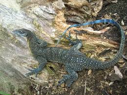 Varanus Doreanus Blue Tailed Monitor Kalabeck S Monitor Monitor Lizard Lizard Animals