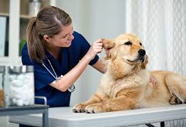 Check spelling or type a new query. How To Become A Vet Tech In Michigan Baker College
