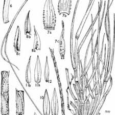 Image result for Rhytachne