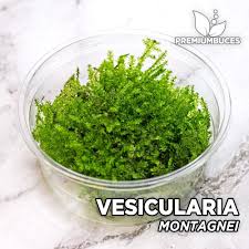 Just like java moss, it makes a fantastic addition to bare bottom breeding tanks and a great hiding place and first food source for fry. Vesicularia Montagnei Christmas Moss Premiumbuces