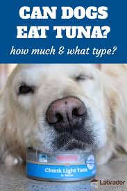 Can Dogs Eat Tuna How Much And What Type In 2020 Can Dogs Eat Canned Dog Food Dog Nutrition