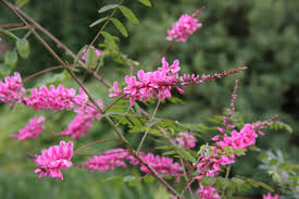 Image result for Indigofera lydenburgensis