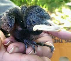 Meet Cornelius: The friendly jackdaw causing a flap