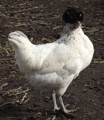 Black And White Hen Black Crested White Polish Chickens Backyard Heritage Chickens Polish Chicken