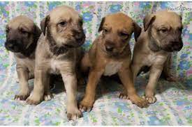 Teagan Girls Irish Wolfhound Puppy For Sale Near Fresno Madera California Ac07ac33 08b1 Wolfhound Puppies Wolfhound Irish Wolfhound