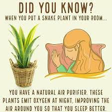 Bedroom plants, like the peace lily and english ivy, can help you achieve relaxation when you need it most. Snake Plant In Bedroom Plant Health Plants House Plants