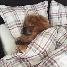 they never sleep because they re too busy plotting ways to destroy you puppies dog friends cute baby animals