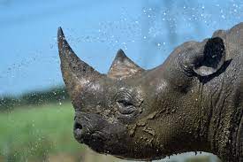 English español français deutsch italiano. Three Alternatives To Rhino Horn That Might Help Save The Species World Economic Forum