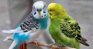 33 Gambar Burung Kakak Tua Kartun Berwarna Nama Untuk Burung Kakak Tua Lelaki 12 Gambar Julukan Download Rio Film Wikipedia Bahasa In Di 2020 Burung Kartun Gambar