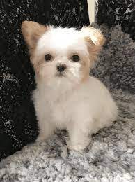They have a tendency to put on weight so their diet needs to be monitored. Top 10 Small Breed Dogs India You Will Fall In Love With