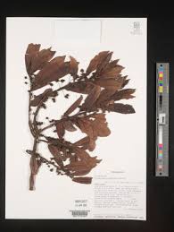 Image result for Pilea sublucens