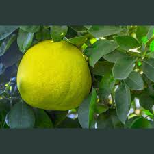 Image result for Citrus maxima