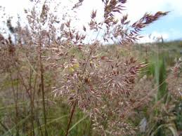 Image result for Pentameris