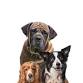 Read to a Therapy Dog event in Austin, TX