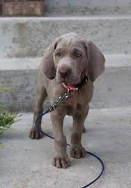Stella Silver Grey Weimaraner Weimaraner Puppies Dogs Weimaraner Dogs