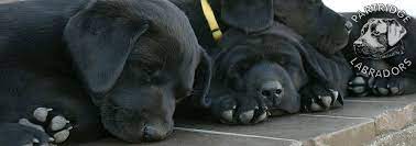 Så er det tid til samlingsminde dixi skal være mor for 3 og sidste gang. Labradorhvalpe Formel 1 Hvalpe Ft Labrador Jagt Labrador