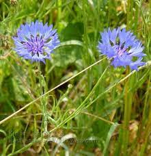 Tennessee Wildflowers Cornflower Bachelor S Buttons Centaurea Cyanus Wild Flowers Spring Flowers Blue Flowers