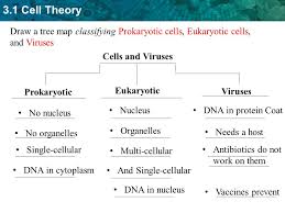 3 1 Prokaryotic Vs Eukaryotic Cells Ppt Video Online Download