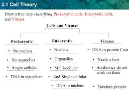 3 1 prokaryotic vs eukaryotic cells ppt video online download