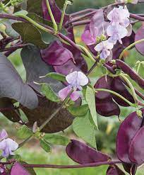 The leaves on that plant seem to be always entire, oval, and pointed although the flowers look alike, these are incised and lobed. Purple Hyacinth Bean Flowering Vine Growing Information