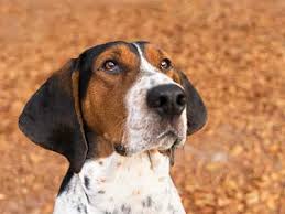 • egli's ragin black and tans. Treeing Walker Coonhound Price Temperament Life Span
