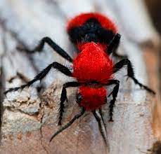 Berikan makanan yang halal dan bernutrisi (toyyiban). Buku Merah Rusia Burung Hewan Serangga Tanaman Ikan Hewan Burung Serangga Serangga Hewan Burung Untuk Anak Anak
