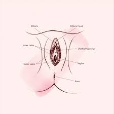Zygote body is a free online 3d anatomy atlas. Vagina Diagram Anatomy Everything You Need To Know Teen Vogue