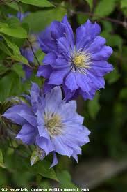 Maybe you would like to learn more about one of these? Clematis Copernicus Zwiazek Szkolkarzy Polskich