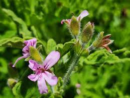 Image result for Pelargonium graveolens