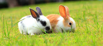 The low end for the surgery is going to cost anywhere from $100 to as much as $275. World Spay Day Pdsa
