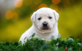 My understanding is lithium could disturb normal heart rhythm. White Little Labrador Retriever White Puppy Pets Small Dog Cute Animals Hd Wallpaper Peakpx