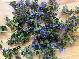 Image result for Glechoma  hederacea