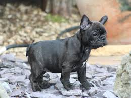 Expect to pay at least $800 for a puppy from a reputable breeder. Bully And French Bulldog Mix 2010233 Hd Wallpaper Backgrounds Download