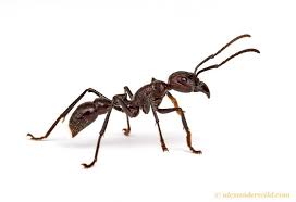 Pin On Ants And Termites