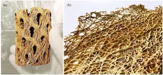 He was interested in making some resin with this cholla from right here on our mountains in new mexico ! Students Study The Dried Cactus Skeletons Of The Buckhorn Cholla A Download Scientific Diagram