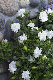 Cape Jasmine Gardenia Jasminoides Shade Flowers Fragrant Flowers Plants