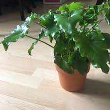 Philodendron selloum (philodendron hope) seeds. Thaumatophyllum Bipinnatifidum Little Hope Syn Philodendron Bipinnatifidum Little Hope Philodendron Selloum Little Hope Tree Philodendron Little Hope In Gardentags Plant Encyclopedia