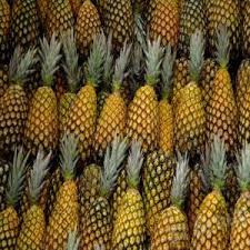 Ananas Pain Sucre Du Benin Benin Grossiste Recherche De Partenaire Espaceagro