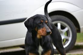 Image result for sedmihradský honič