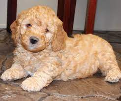 Maybe you would like to learn more about one of these? Mini Goldendoodle Puppies For Sale In Pa California Ny Others Mini Goldendoodle