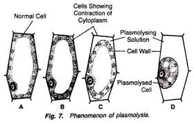 A normal plant cell placed in a hypotonic solution shall. What Will Happen When A Plant Cell Is Kept In Hypotonic Solution Quora