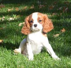 Cavalier King Charles Spaniel Puppies Available For Adoption Cradle Of Love Ca Cavalier King Charles Spaniel King Charles Cavalier Spaniel Puppy King Charles