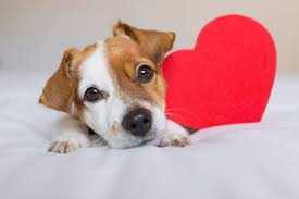 Esta fecha no solo es para homenajearlos, también se creó para concienciar sobre el abandono y adopción. Dia Mundial Del Perro Por Que Se Celebra Al Mejor Amigo Del Hombre Internacional Noticias El Universo