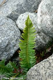 Image result for Lonchitis