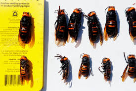 See more of the hornets nest on facebook. Inside The Sprint To Map The Asian Giant Hornet Genome Wired