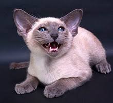 Keep all possible poisonous materials shut. Cat Communication Wikipedia