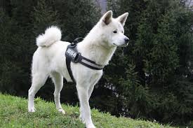 Maybe you would like to learn more about one of these? Akita Dog Breed Info Pictures Care Traits Temperament Pet Keen