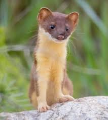 Most nocturnal creatures exhibit the phenomena known as eyeshine. to understand eyeshine, it's helpful identifying nocturnal animals. Weasel Sounds And Noises Identifying Weasel Vocalizations