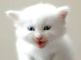 mavi gozlu kedi resimleri kittens cutest kittens cute animals